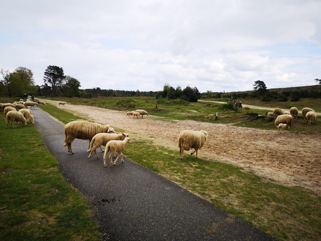 Schapen op de Lemelerberg